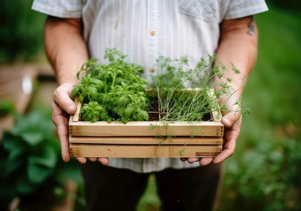 Similar – Image, Stock Photo Crop person cutting twigs