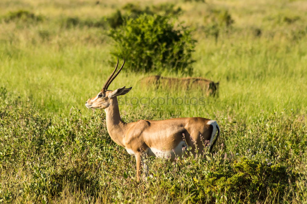 Similar – Image, Stock Photo female bush guib in the savannah