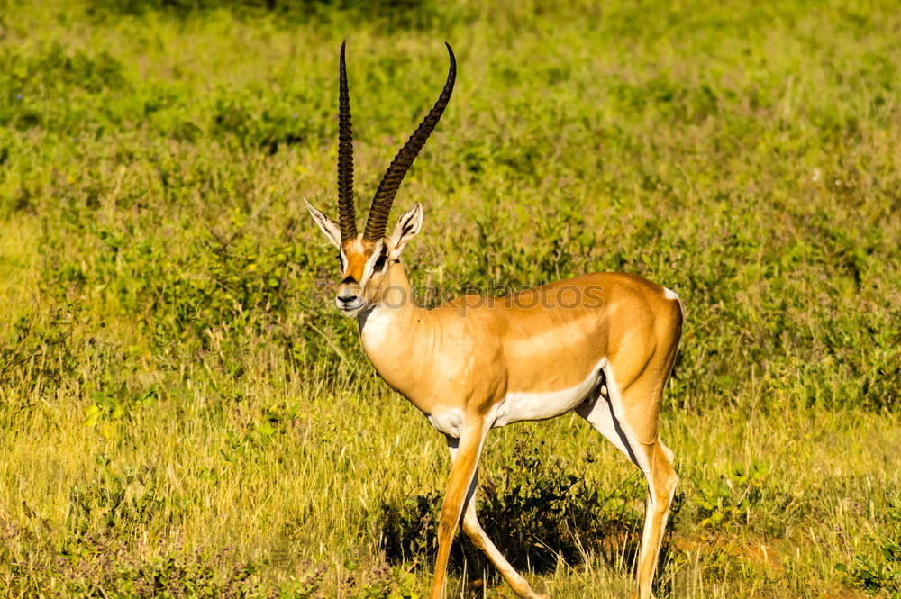 Similar – Image, Stock Photo female bush guib in the savannah