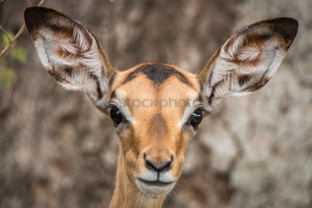 Similar – Image, Stock Photo ? Animal Zoo Giraffe 1