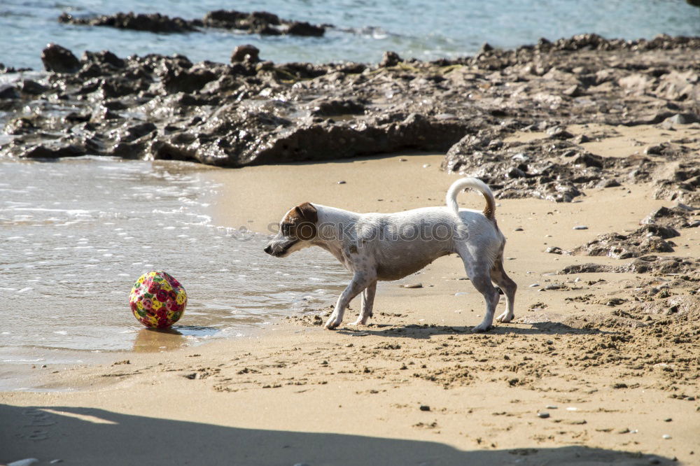 Similar – Dogs running near waving sea