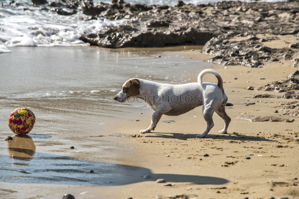 Dogs running near waving sea