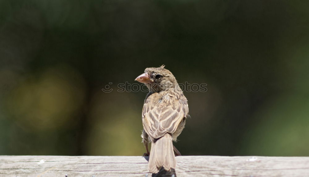 Image, Stock Photo zaungast Animal Bird 1