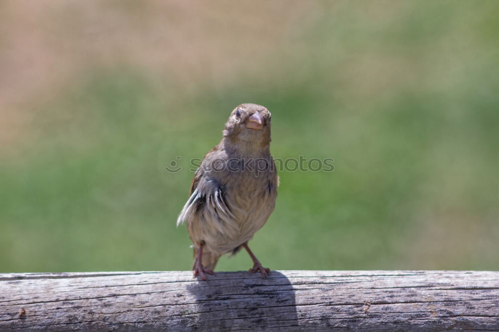 Similar – Image, Stock Photo zaungast Nature Animal