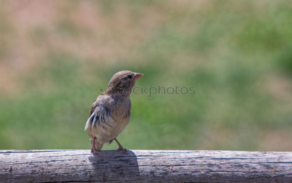 Similar – Image, Stock Photo Tit? Bird Tit mouse Green