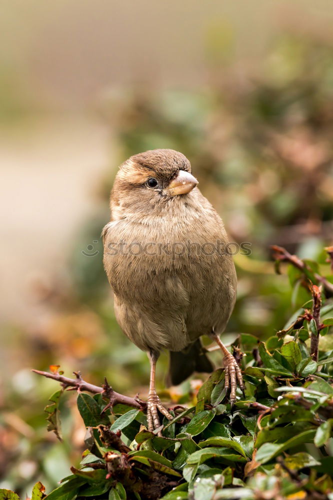 Similar – Big sparrow in autumn leaves