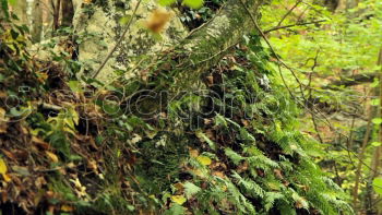 Similar – Image, Stock Photo root Tree Brown Mystic