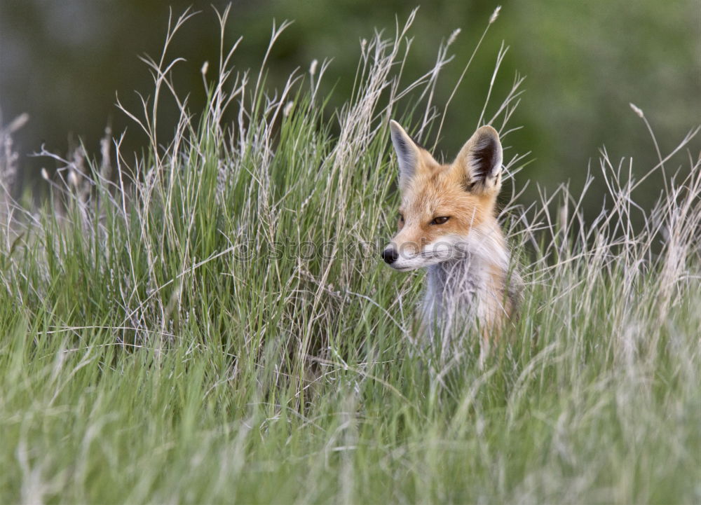 Similar – small young fox Beautiful