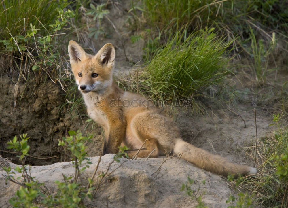 Similar – cute young red fox