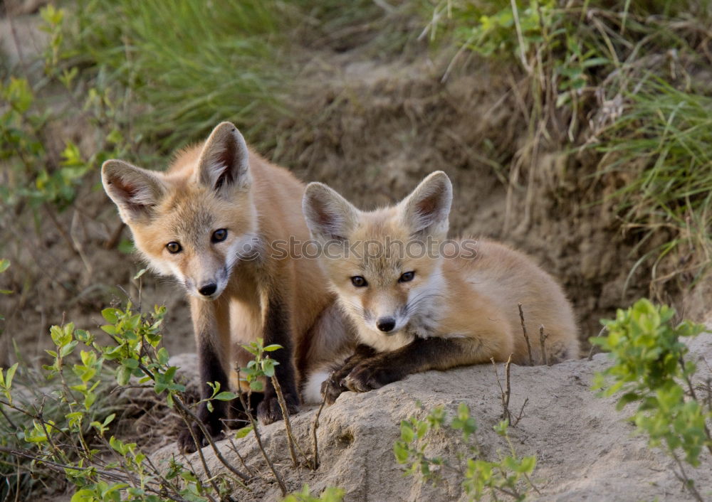 Similar – curious fox cub looking at the camera