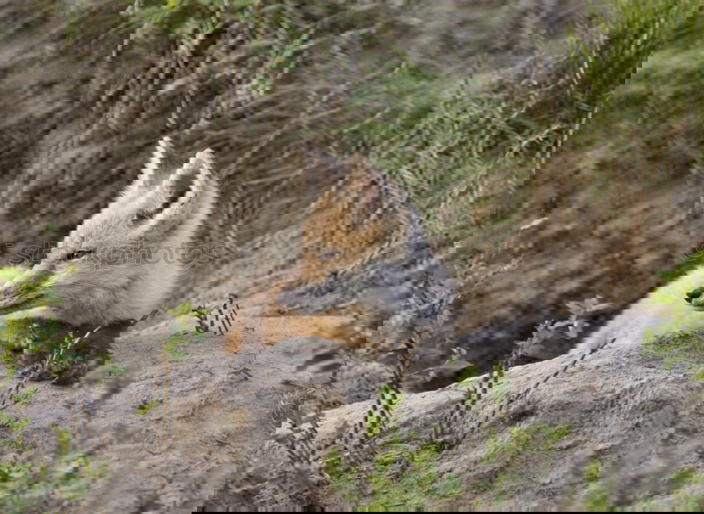 Similar – Image, Stock Photo Fox on a rock a foggy day