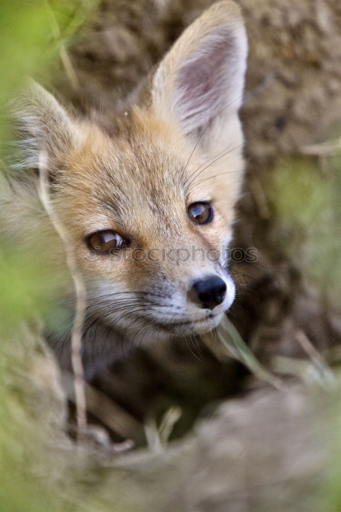 Similar – small young fox Beautiful