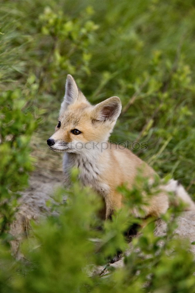 Similar – Young Fox Out Exploring