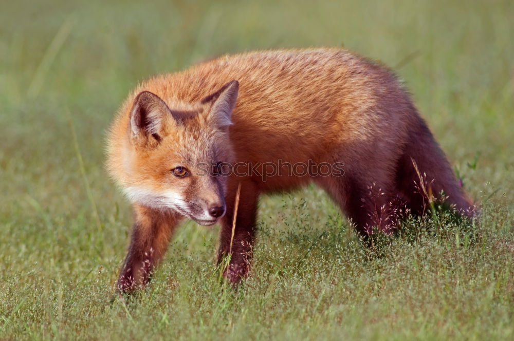 Young Fox Out Exploring