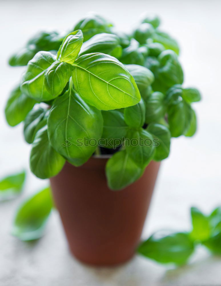 Similar – Image, Stock Photo Basil day Food Nutrition