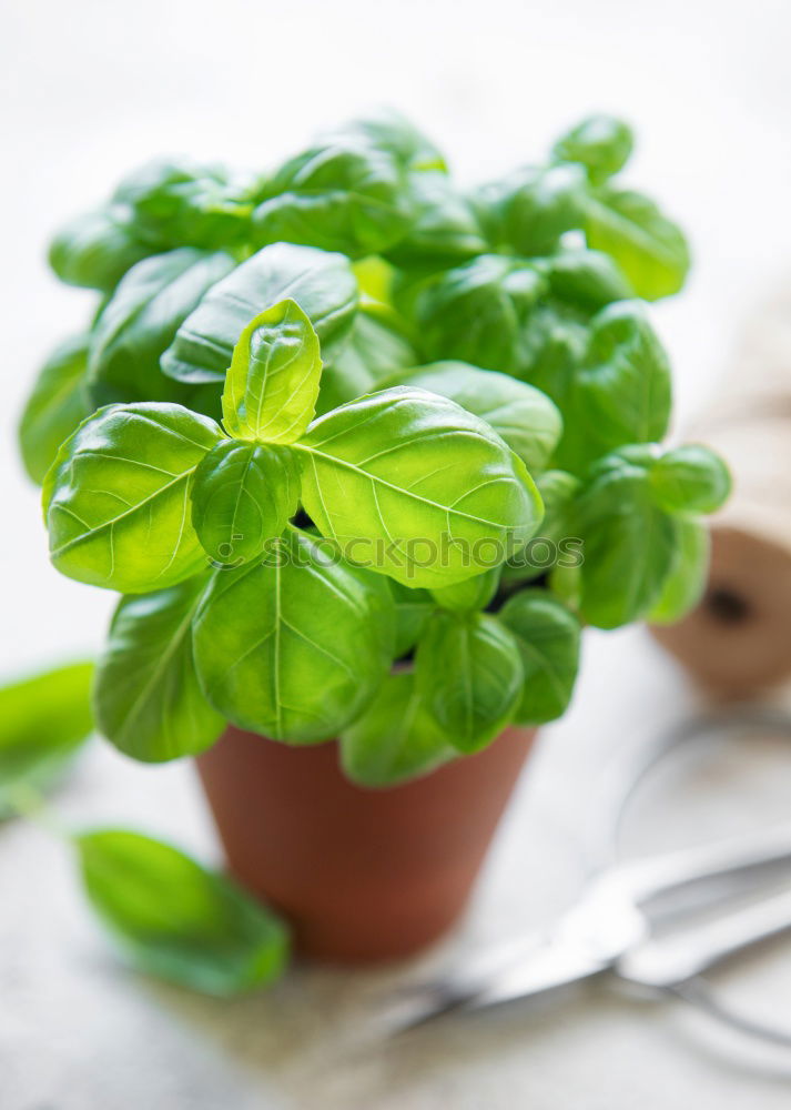 Similar – Image, Stock Photo basil Food