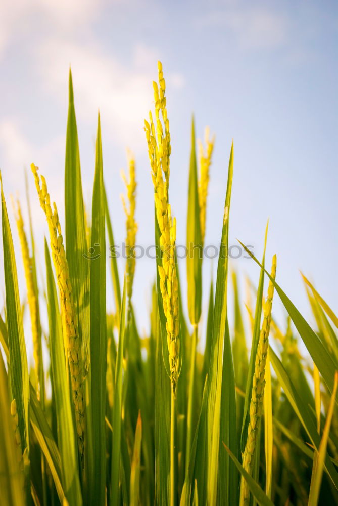 Similar – Image, Stock Photo riparian grass Meadow