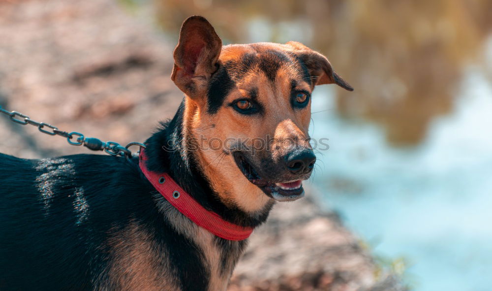 Similar – Image, Stock Photo Holiday with the dog