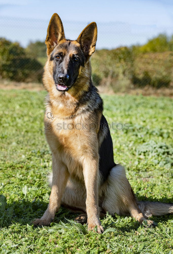 Similar – Belgian Shepherd Malinois