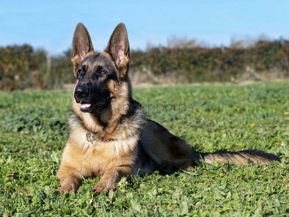 Similar – Belgian Shepherd Malinois