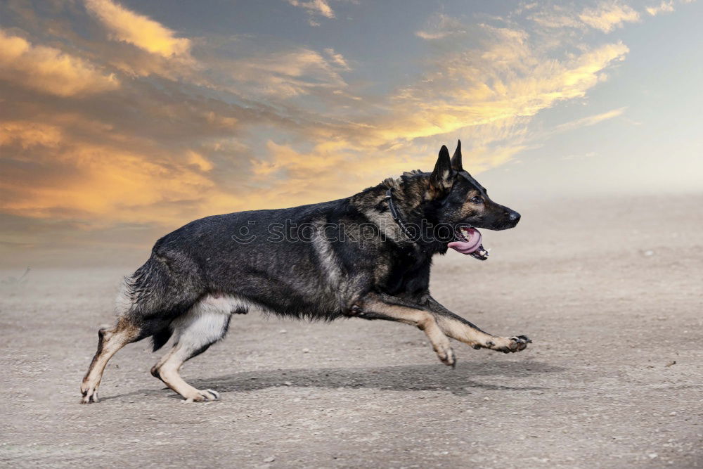 Similar – Image, Stock Photo inquisitorial Animal