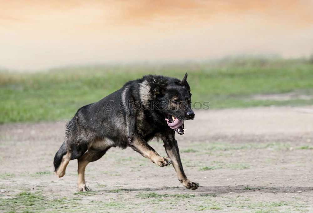 Similar – Image, Stock Photo Happy black and tan dog standing panting