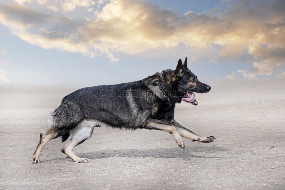 Similar – Happy black and tan dog standing panting