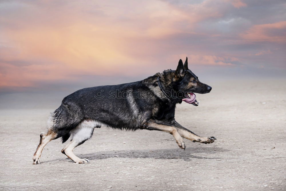 Similar – Image, Stock Photo German shepherd dog