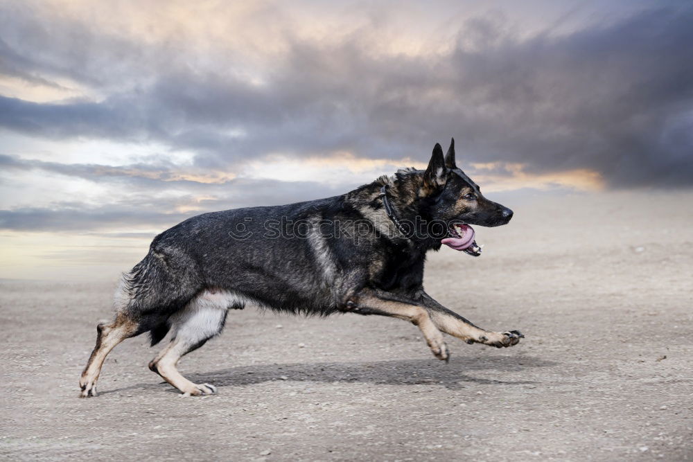 Similar – Image, Stock Photo German shepherd dog