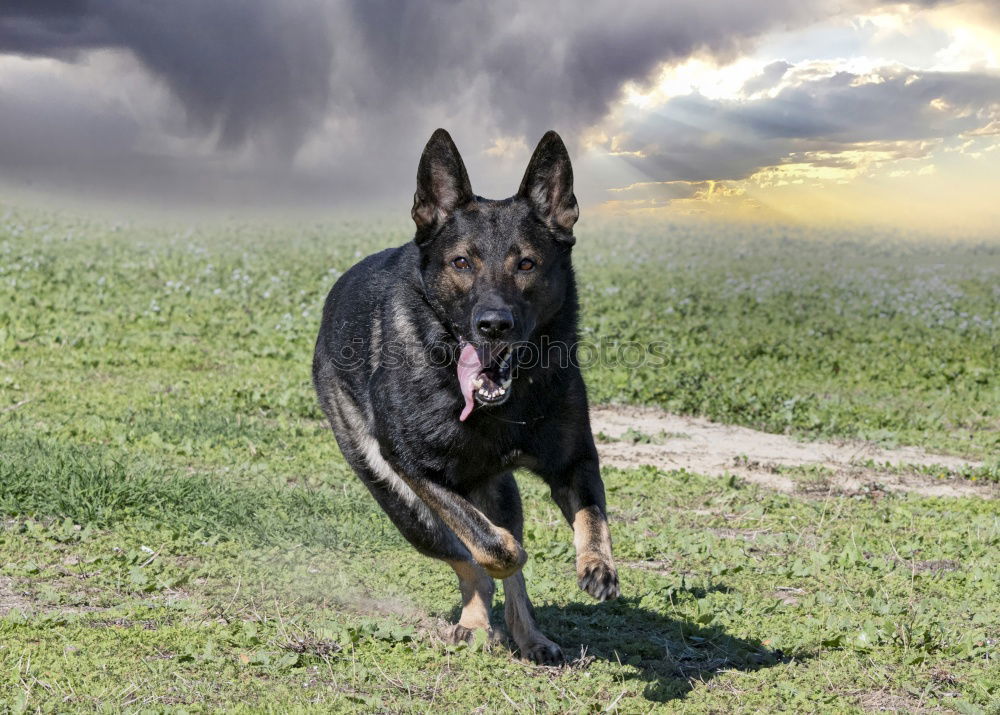 Similar – Image, Stock Photo inquisitorial Animal