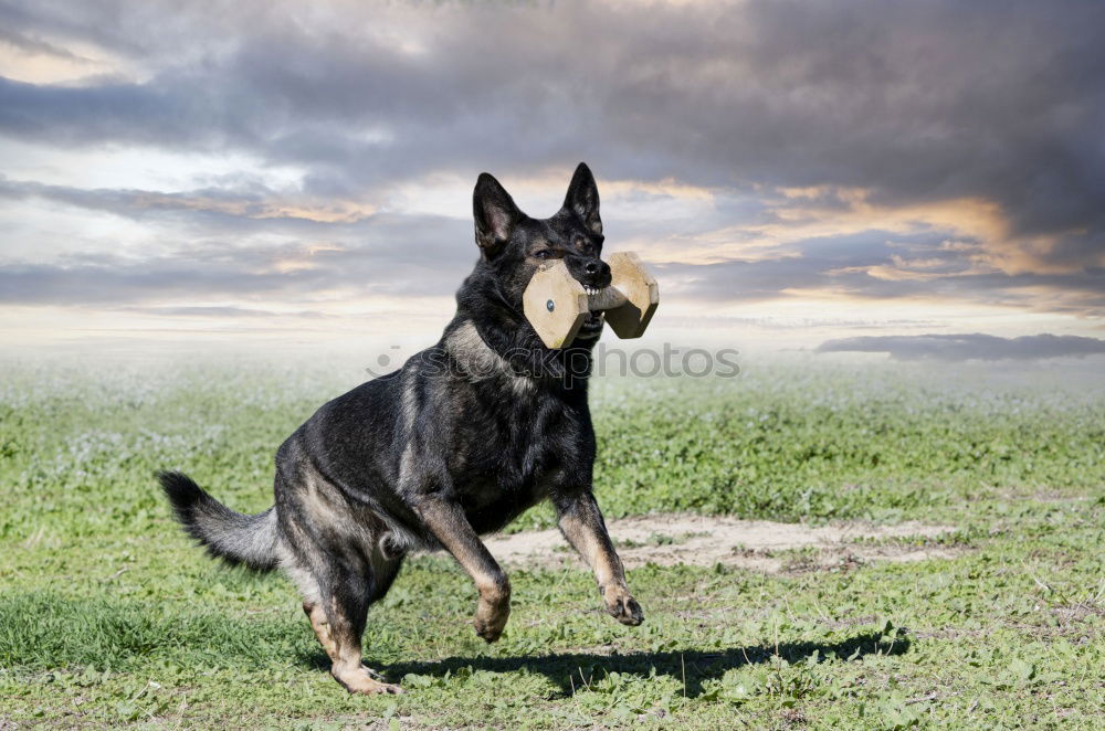 Similar – Image, Stock Photo inquisitorial Animal