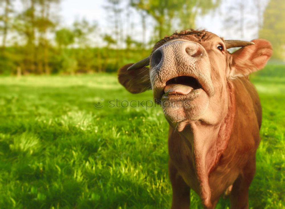 Similar – Image, Stock Photo Funny calf with open mouth