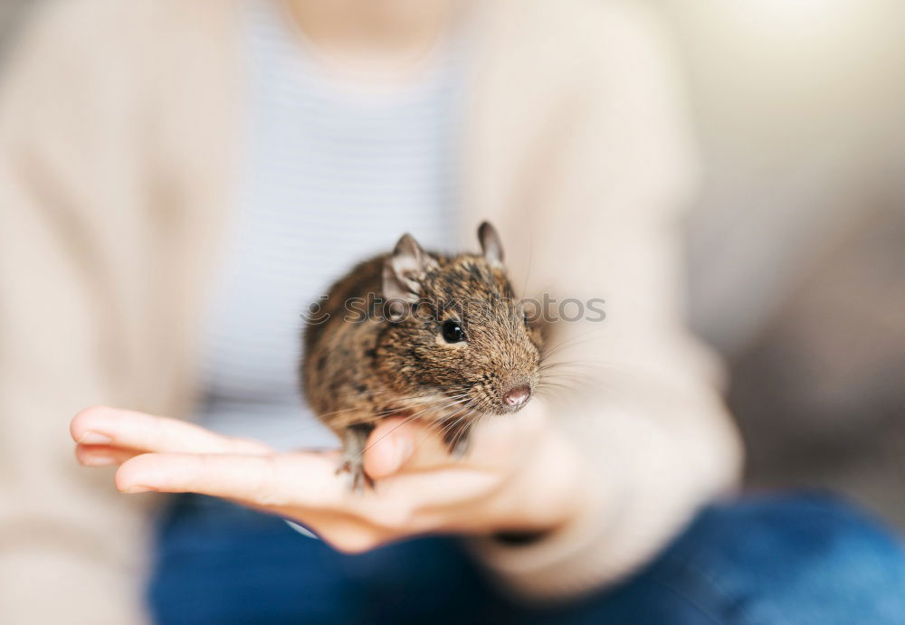 Similar – Image, Stock Photo mouse hotel Sausage Nature