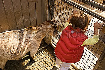 Similar – Image, Stock Photo Kid with animal Lifestyle