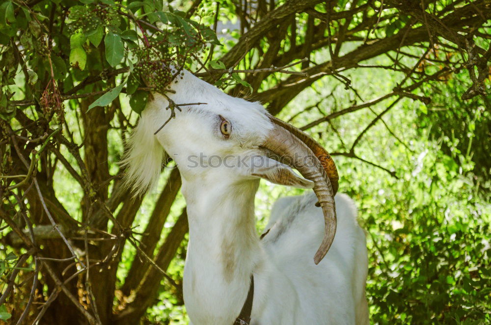 Similar – Image, Stock Photo The Thinker Thought Games.