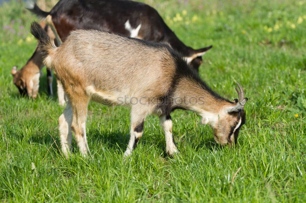 Foto Bild Gestatten: Kartoffelpü Reh