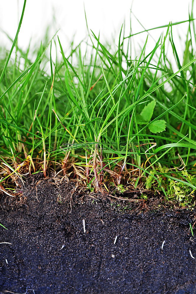 Similar – Türdeko Bioprodukte Leben