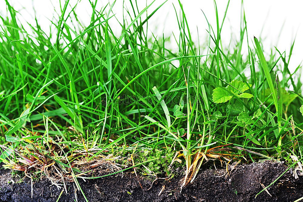 Similar – Türdeko Bioprodukte Leben