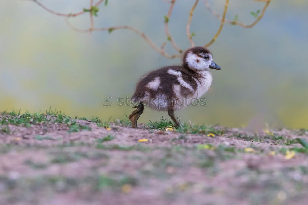 Similar – Image, Stock Photo Dog walks in the woods on his way