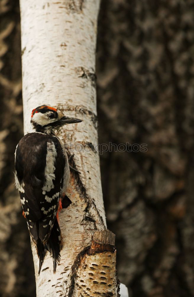 Similar – Image, Stock Photo Woodpecker building his nesting cave