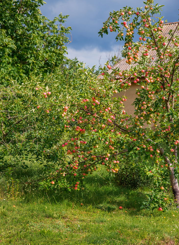 Similar – Foto Bild Granatapfelallee Pflanze