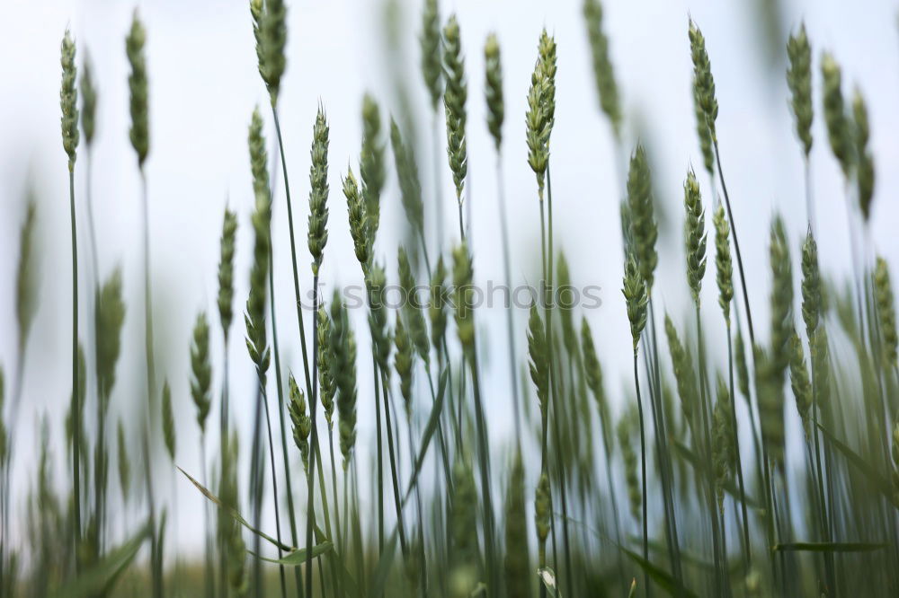 Similar – Image, Stock Photo rye catchers Wheat Rye