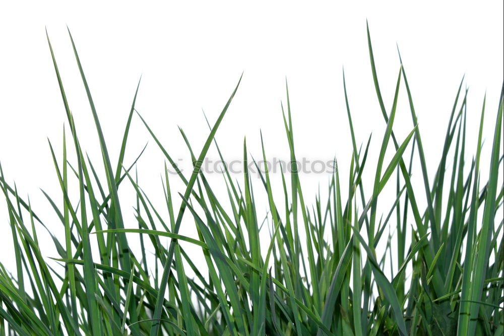 Image, Stock Photo blades of grass in the sky :-)