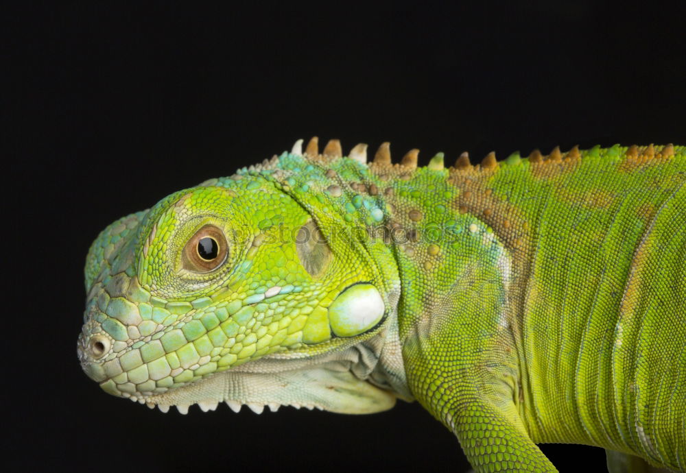 Similar – Image, Stock Photo lizard mink Saurians