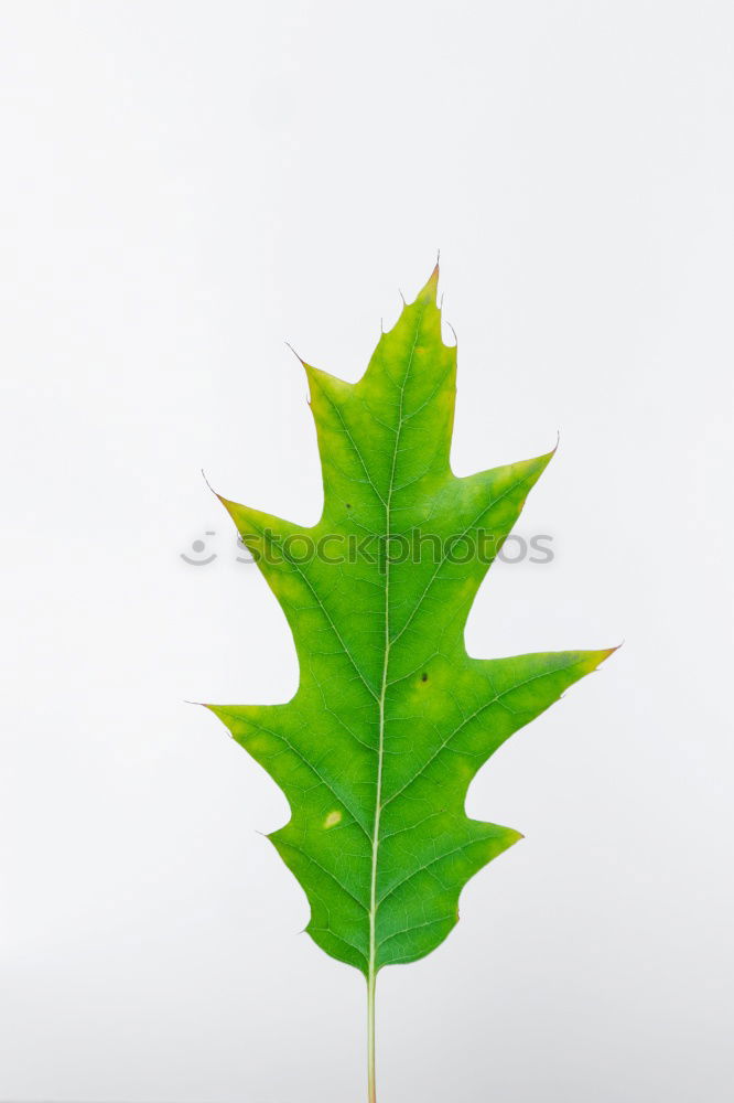 Similar – Image, Stock Photo tree of growth