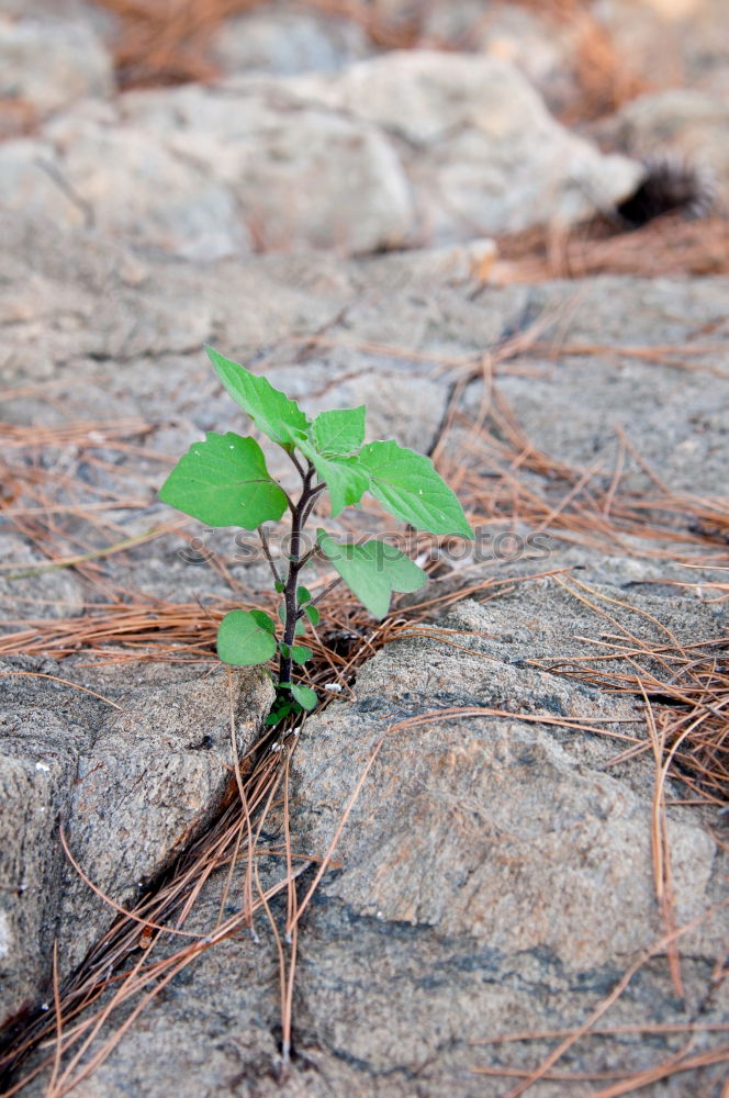 Similar – Image, Stock Photo weed growing through crack in pavement