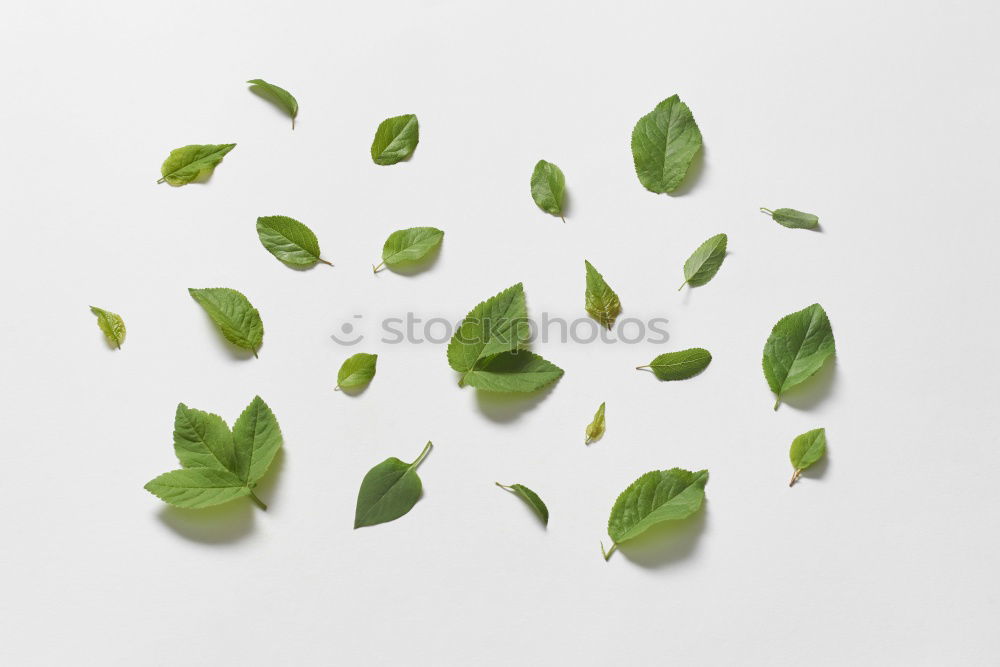 Similar – Image, Stock Photo Green leaves with drops of water on a white wooden background