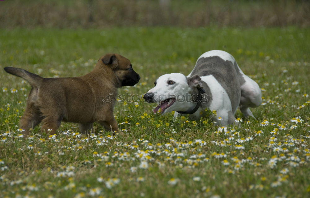 Similar – Dogs running near waving sea