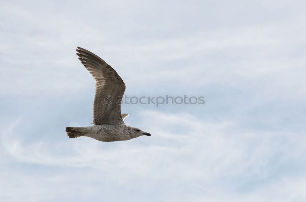 Similar – Gymnastikmöwe Vogel Flügel