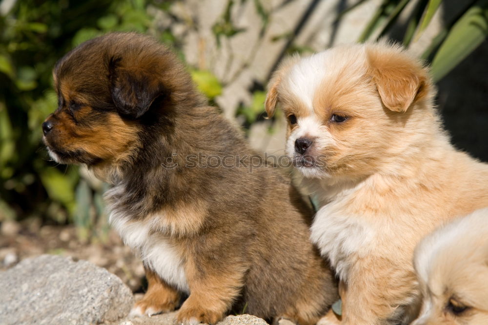 Image, Stock Photo Curious puppies Animal Pet